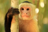 ​Capuchin Monkeys