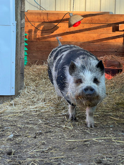 Would you like to get up close and personal with the pot belly pig at Babby Farms? Now you can! Encounter tickets are only valid for date and time selected. Please provide a screenshot or your order number located in your confirmation email upon arrival for your encounter.