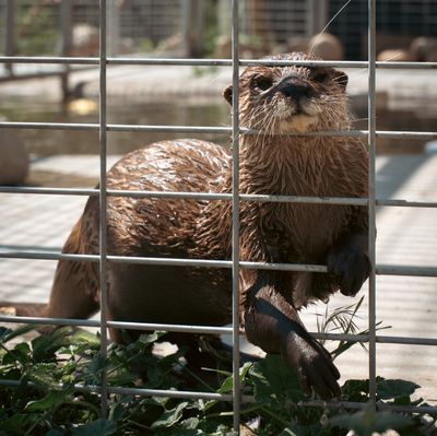 The Small Asian Clawed Otter: Nature's Tiny Aquatic Genius