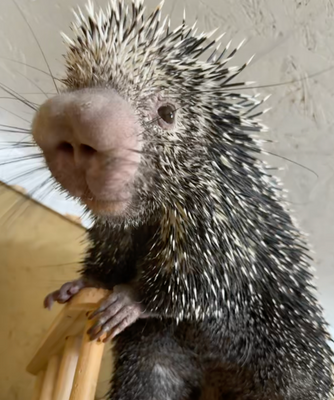 Meet Our Newest Resident: A Prehensile-Tailed Porcupine at Babby Farms