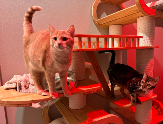 Bangle and Domestic Cat