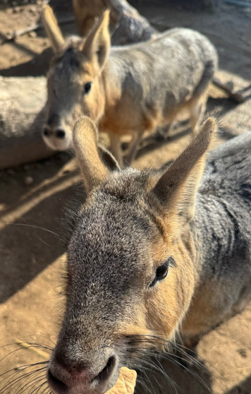 Would you like to get up close and personal with the Cavies at Babby Farms? Now you can! Encounter tickets are only valid for date and time selected. Please provide a screenshot or your order number located in your confirmation email upon arrival for your encounter.