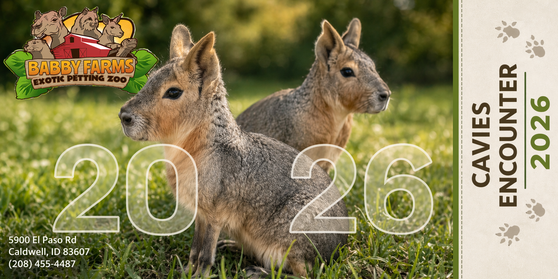 Would you like to get up close and personal with the Cavies at Babby Farms? Now you can! Encounter tickets are only valid for date and time selected. Please provide a