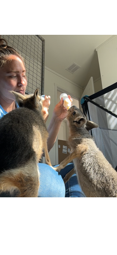 Would you like to get up close and personal with the Baby Cavies at Babby Farms? Now you can! Encounter tickets are only valid for date and time selected. Please provide a screenshot or your order number located in your confirmation email upon arrival for your encounter.