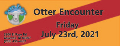 Otter Encounter July 23rd 21