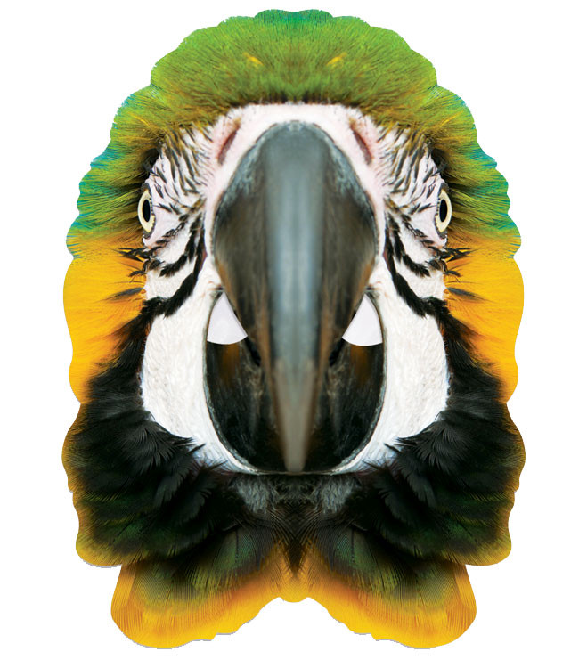 Parrot Animal Single 2D Card Party Face 