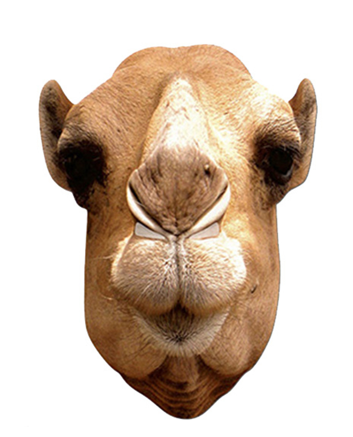 Camel Plastic Animal Masks Lot Of 12