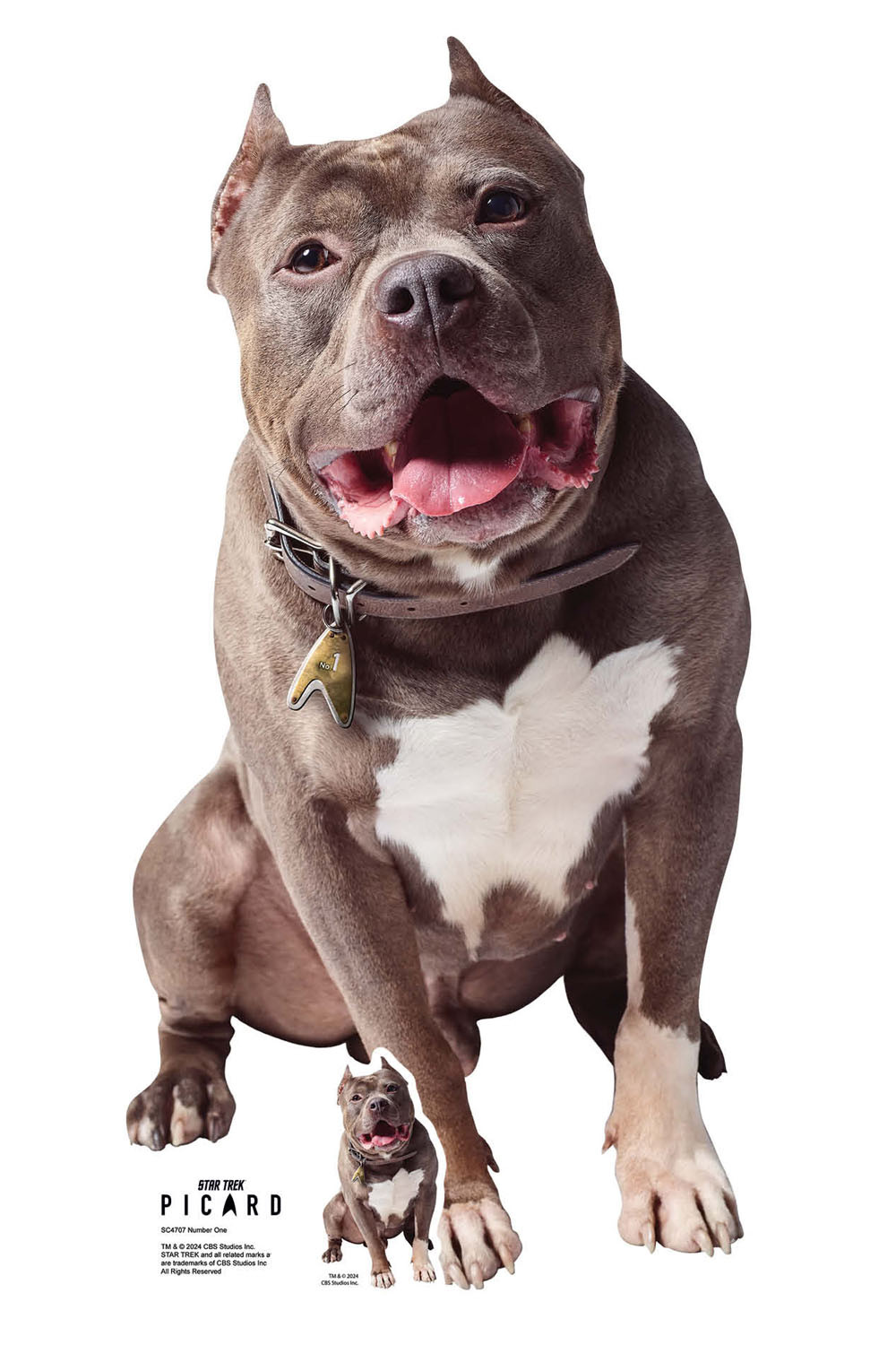 Breed Bully Rottweiler Puppies American Pitbull Terrier Rottweiler