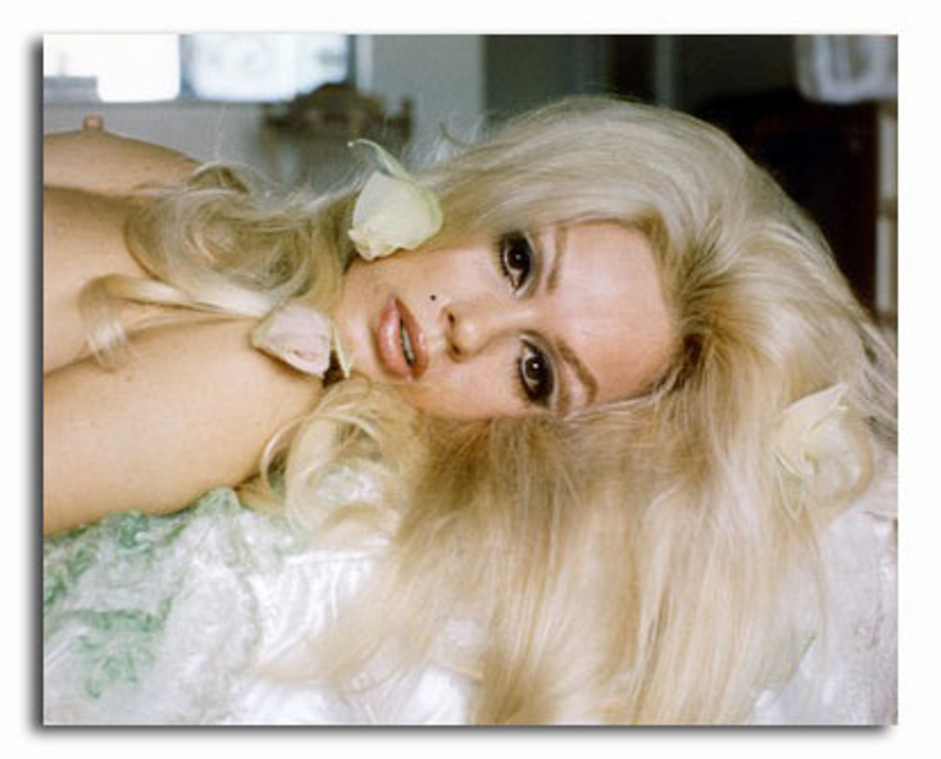 Ss2890615 Movie Picture Of Mamie Van Doren Buy Celebrity Photos And Posters At