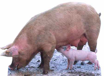 Pig and Piglet - Lifesize Cardboard Cutout / Standee Pig and Piglet - Lifesize Cardboard Cutout / Standee