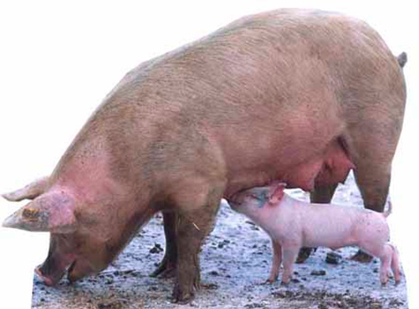 Pig and Piglet - Lifesize Cardboard Cutout / Standee