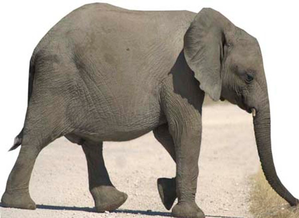 Bébé éléphant - découpe en carton grandeur nature / voyageur debout