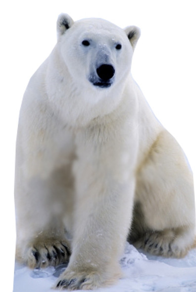 Oso polar - figura de cartón de tamaño natural / persona de pie