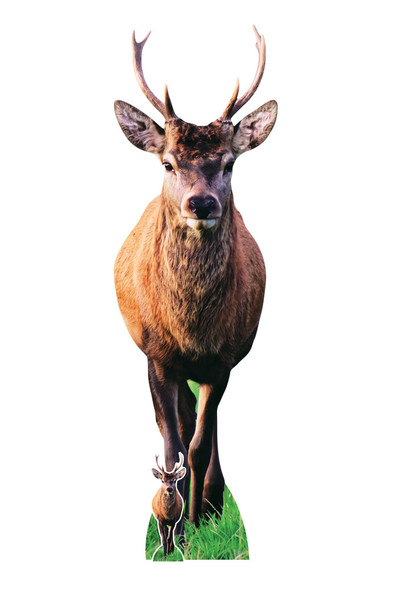 Woodland Deer with Antlers Cardboard Cutout Lifesize Animal Standee