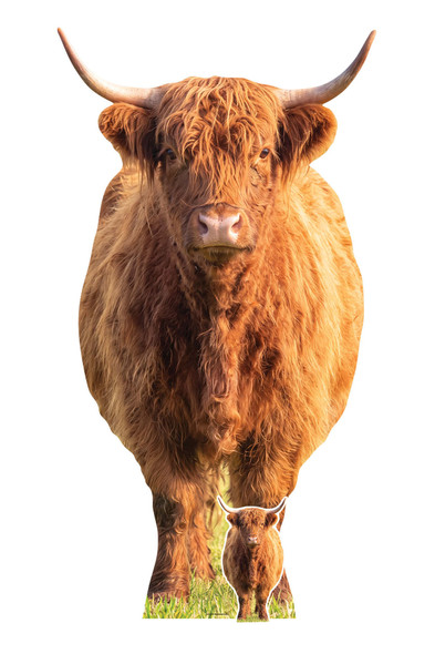 Highland Cow Cardboard Cutout Lifesize Hairy Coo Standee