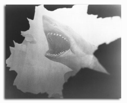 (SS2313389)  Jaws Movie Photo