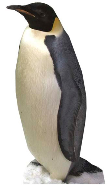 Pinguïn - levensgrote kartonnen uitsnede / standee