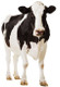 Vache laitière - découpe en carton grandeur nature / voyageur debout
