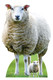 Sheep Lifesize Cardboard Cutout Farm Animal Standee / Standup