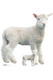 子羊の等身大の段ボールの切り抜き家畜のスタンディ/スタンドアップ