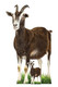 Goat Lifesize Cardboard Cutout Farm Animal Standee / Standup
