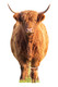 Highland Cow Cardboard Cutout Lifesize Hairy Coo Standee