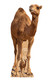Camel Lifesize Cardboard Cutout Desert Animal Standee