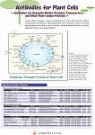 Antibodies for Plant Cells