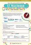 S1 Nuclease