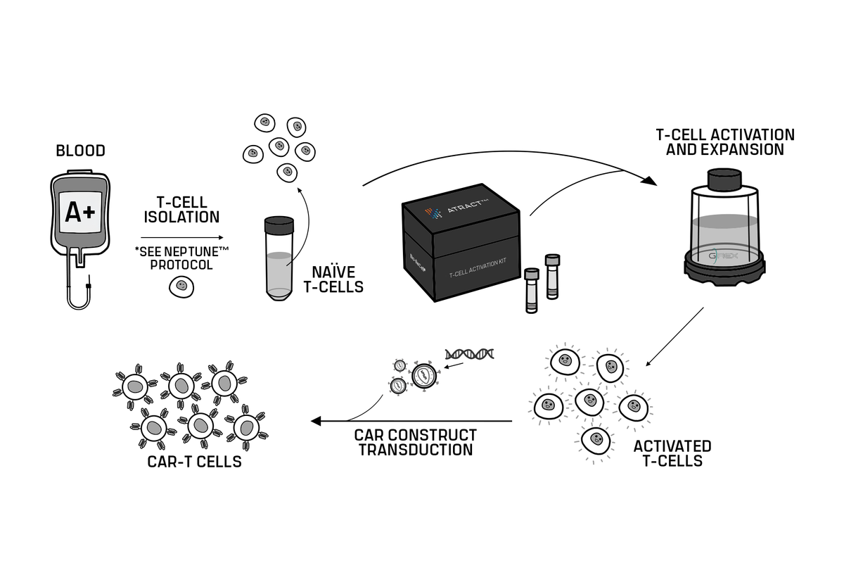 Atract™ T-Cell Activation Kit V1, CD3/CD28 [Catalog No.:BRC-AT-V1-010]