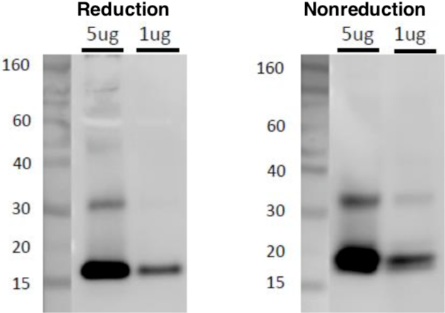 Anti CD81 mAb Antibody (Clone 12C4) [Catalog No.: CAC-SHI-EXO-M03