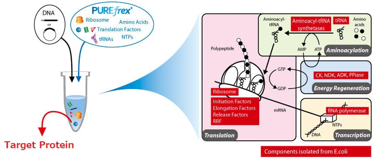 健康・医学 FUSION PROTEIN TECHNOLOGIES FOR BIOPHARM CellGenix® rh GM-CSF | Preclinical & GMP Growth Factors and