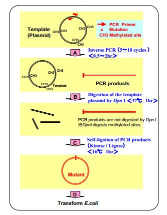 Mutated Rings その1 + その2 KOD -Plus- Mutagenesis Kit [Catalog No.: TYB-SMK-101]