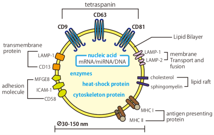 Anti CD9 mAb (Clone 12A12, Biotin Labeled) [Catalog No.: CAC-SHI
