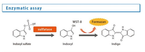 Indoxyl Sulfate Assay Kit (NIPRO)