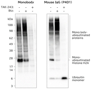 Figure 2. Western blot of ubiquitinated proteins with pan-ubiquitin monobody or pan-ubiquitin mouse monoclonal antibody P4D1. Lysates from HCT-116 cells treated with TAK-243 (inhibitor of Ubiquitin activating enzyme), Btz (proteasome inhibitor) or nothing (-) were Western blotted with pan-ubiquitin monobody (left) or pan-ubiquitin mouse monoclonal antibody P4D1 (right) and visualized using HRP and chemiluminescence. Mono-ubiquitinated histone H2A and small mono/poly-ubiquitinated proteins were detected more strongly with the monobody than with P4D1.