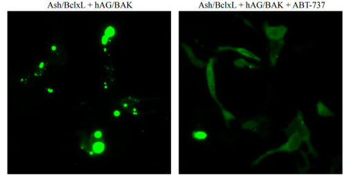 PPIs Detection Reagent : Fluoppi [ BclxL-BAK ] (pAsh/BclxL, phAG/BAK cassettes)