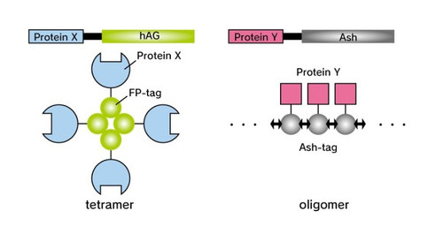 PPIs Detection Reagent : Fluoppi [ Bcl2-BAX ] (pAsh/Bcl2, phAG/BAX cassettes)