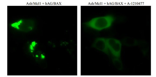 PPIs Detection Reagent : Fluoppi [ Mcl1-BAX ] (pAsh/Mcl1, phAG/BAX cassettes)