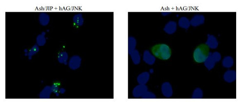PPIs Detection Reagent : Fluoppi [ JNK-JIP ]