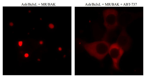 PPIs Detection Reagent : Fluoppi [ BclxL-BAK ] (pAsh/BclxL, pMR/BAK cassettes)