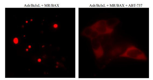 PPIs Detection Reagent : Fluoppi [ BclxL-BAX ] (pAsh/BclxL, pMR/BAX cassettes)