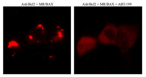 PPIs Detection Reagent : Fluoppi [ Bcl2-BAX ] (pAsh/Bcl2, pMR/BAX cassettes)