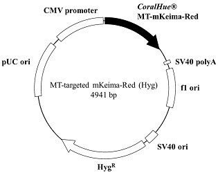 CoralHue Mitochondria-targeted monomeric Keima-Red (Hyg)