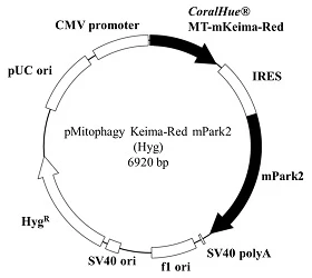 pMitophagy Keima-Red mPark2 (Hyg)
