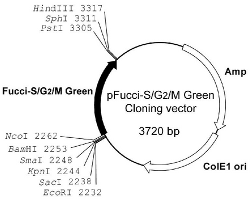 pFucci-S/G2/M Green (Cloning vector)