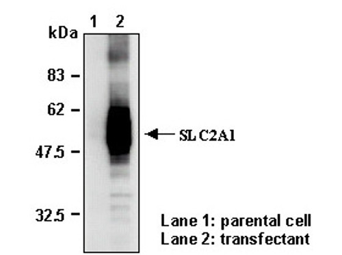 Anti-SLC2A1 (GLUT1) (Human) pAb