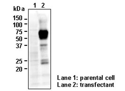 Anti-SLC40A1 (FPN1) (Human) pAb Anti-SLC40A1 (FPN1) (Human) pAb