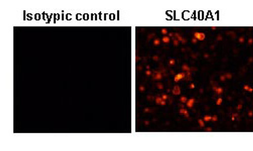 Anti-SLC40A1 (FPN1) (Human) pAb Anti-SLC40A1 (FPN1) (Human) pAb