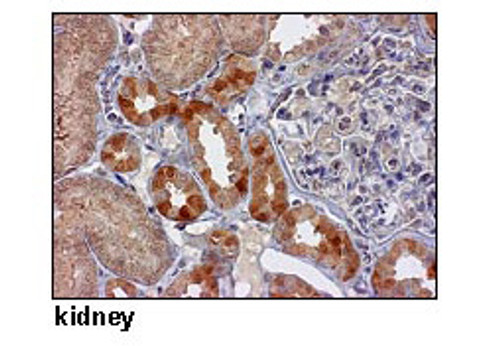 Anti-SLC40A1 (FPN1) (Human) pAb Anti-SLC40A1 (FPN1) (Human) pAb